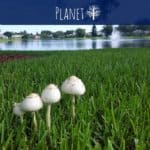pin image with text overlay post title